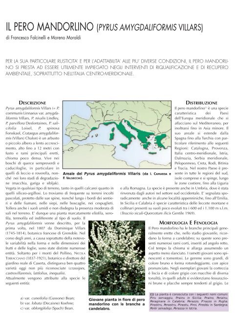 Pyrus amygdaliformis - Proverde.it