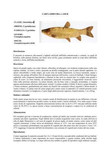 CARPA ERBIVORA o AMUR.pdf - Home | Ufficio Pesca della ...