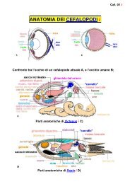 ANATOMIA DEI CEFALOPODI - Scienze della terra