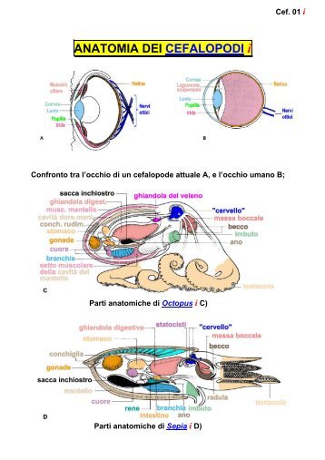 ANATOMIA DEI CEFALOPODI - Scienze della terra