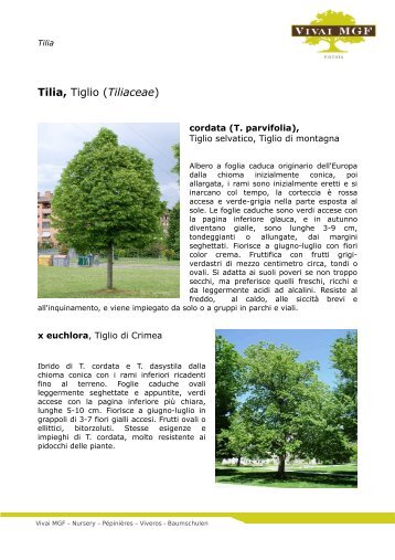 Tilia, Tiglio (Tiliaceae) - Vivai MGF