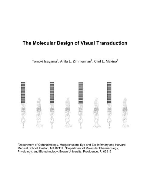 The Molecular Design of Visual Transduction