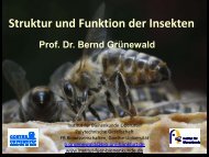 Was ist Chitin? - Institut für Bienenkunde