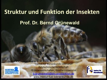 Was ist Chitin? - Institut für Bienenkunde