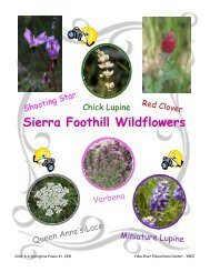 Sierra Foothill Wildflowers