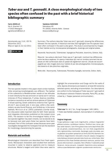 Tuber asa and T. gennadii. A close morphological ... - Ascomycete.org