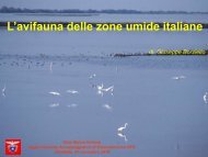 Avifauna delle zone umide - Commissione Escursionismo VFG