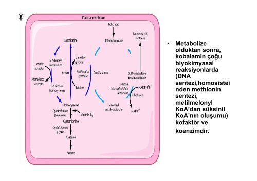 Vitamin B 12.pdf