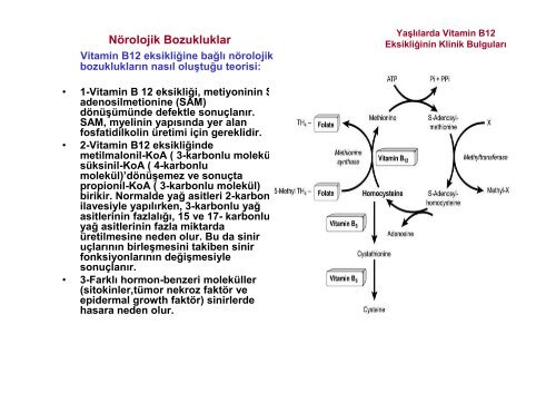 Vitamin B 12.pdf