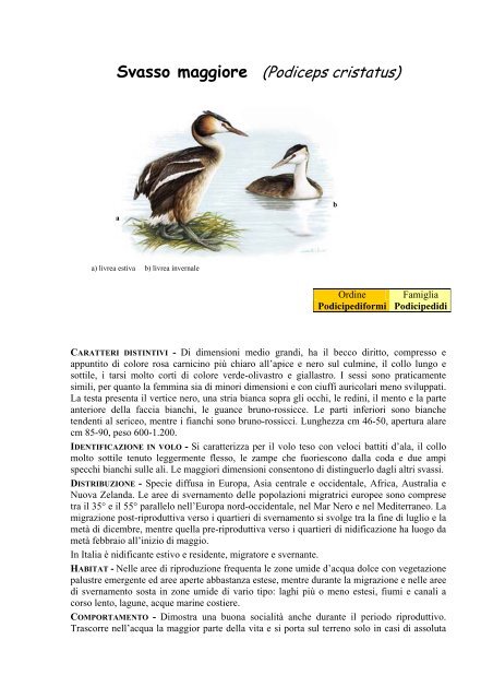 Svasso maggiore (Podiceps cristatus) - Ekoclub