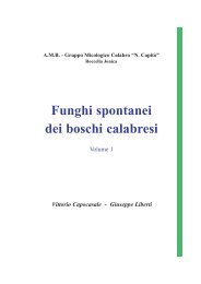 Funghi spontanei dei boschi calabresi - Provincia di Reggio Calabria