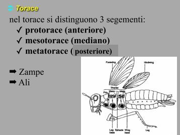 5. torace, ali e zampe