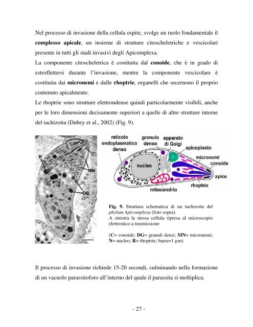 neospora caninum - Ordinevetverona.it