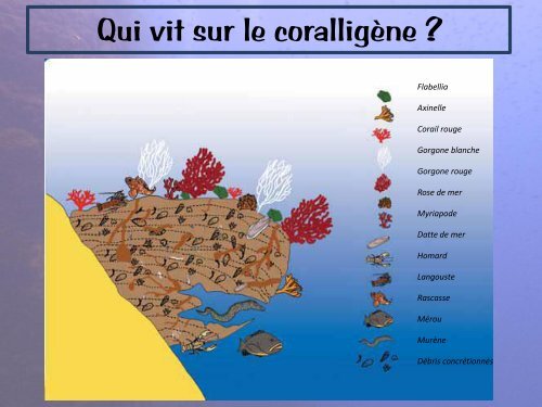 Le coralligène - Hippocampe Club de Massy