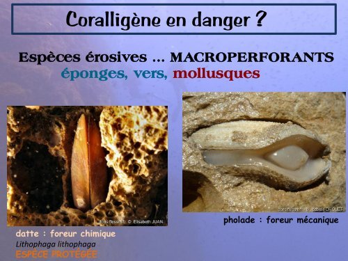 Le coralligène - Hippocampe Club de Massy