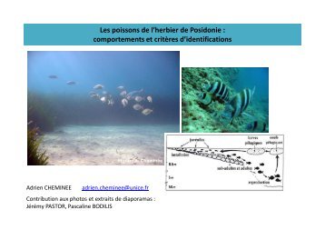 Les poissons de l'herbier-Adrien CHEMINEE