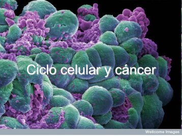 Ciclo celular y cáncer - Genética y Biología Molecular
