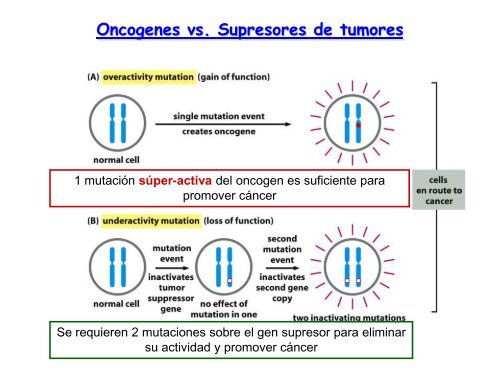 Ciclo celular y cáncer - Genética y Biología Molecular