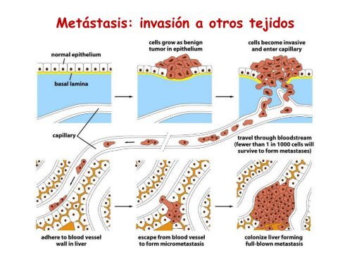 Ciclo celular y cáncer - Genética y Biología Molecular