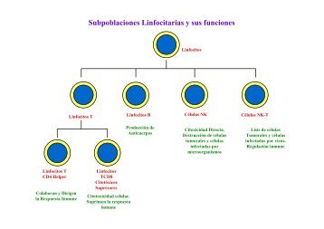 Subpoblaciones Linfocitarias y sus funciones