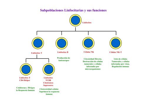 Subpoblaciones Linfocitarias y sus funciones