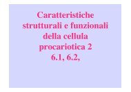 Struttura Batteri 2 - Microbiologia Generale