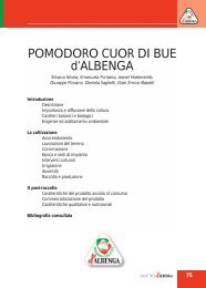 POMODORO CUOR DI BUE d'ALBENGA - L'Ortofrutticola d'Albenga