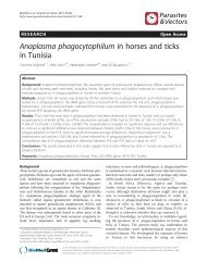 Anaplasma phagocytophilum in horses and ticks in Tunisia
