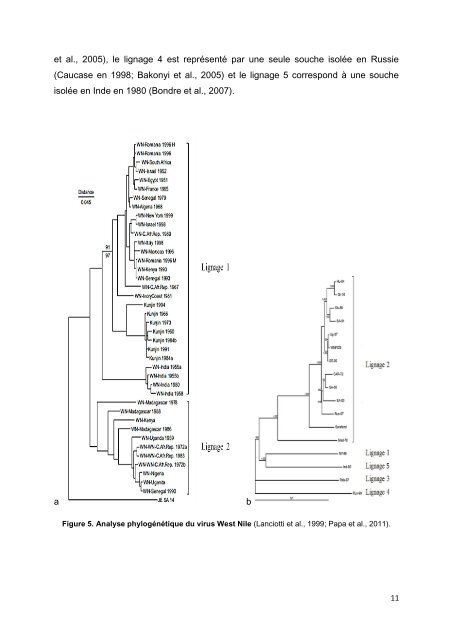 Le moustique Culex pipiens, vecteur potentiel des virus ... - Toubkal