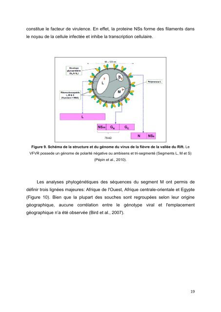 Le moustique Culex pipiens, vecteur potentiel des virus ... - Toubkal