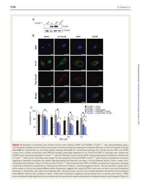 Mutations in the mitochondrial thioredoxin reductase gene TXNRD2 ...