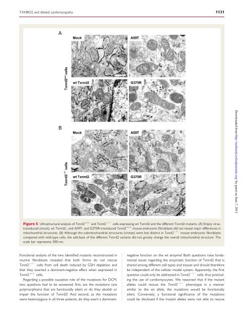 Mutations in the mitochondrial thioredoxin reductase gene TXNRD2 ...