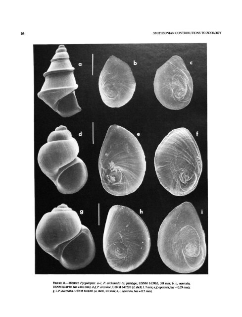 A Review of the North American Freshwater Snail Genus Pyrgulopsis