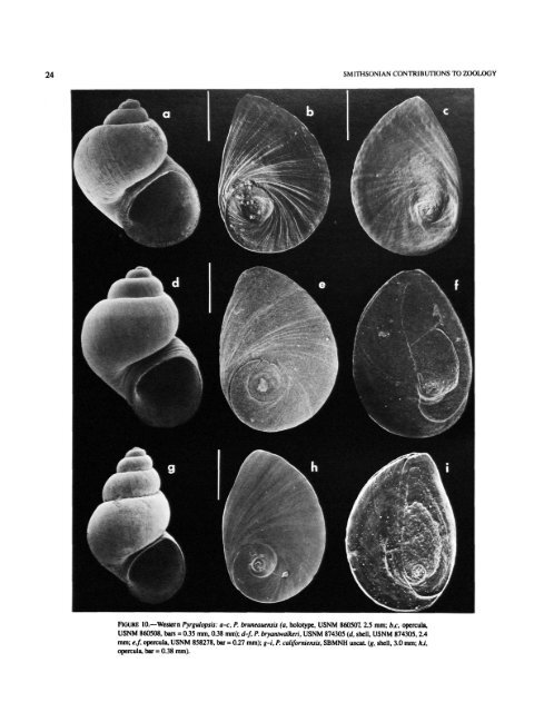 A Review of the North American Freshwater Snail Genus Pyrgulopsis