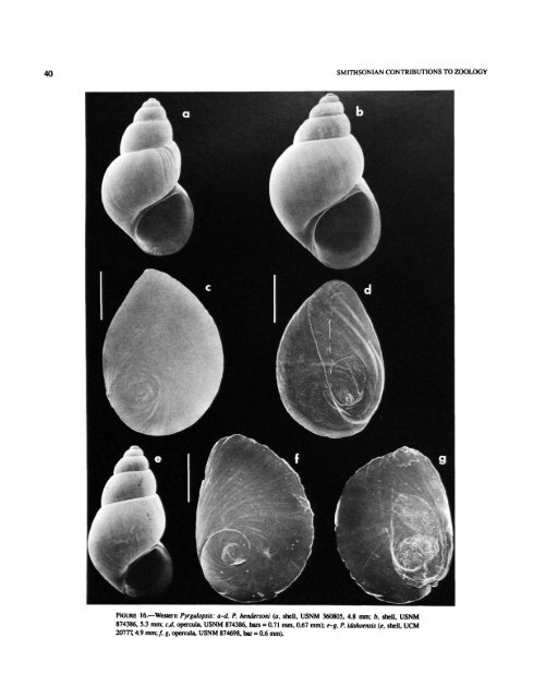 A Review of the North American Freshwater Snail Genus Pyrgulopsis