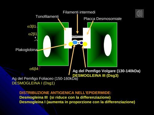 Desmogleina III - Skuola.net