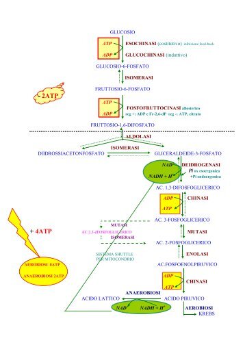 Metabolismo glucidico