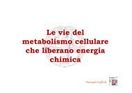 7. Metabolismo energetico