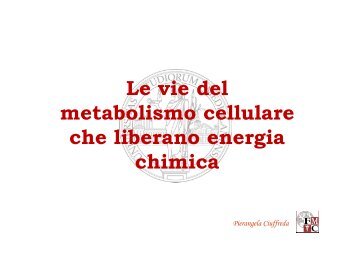 7. Metabolismo energetico