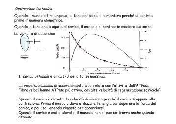 Muscoli 2.pdf - Masteringegneriaclinica.It