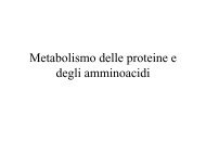 2 Metabolismo proteine e amminoacidi.pdf