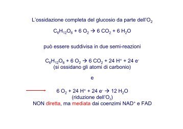 Fosforilazione ossidativa