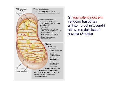 Fosforilazione ossidativa