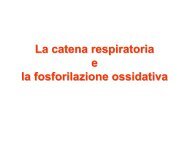 La catena respiratoria e la fosforilazione ossidativa