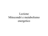 Lezione 6 Mitocondri e metabolismo energetico - MEDNAT.org