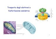 Trasporto degli elettroni e fosforilazione ossidativa - Altervista
