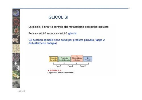 BIOCHIMICA DEI MACRONUTRIENTI