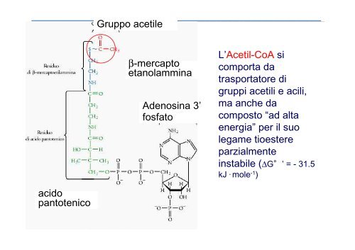 BIOCHIMICA DEI MACRONUTRIENTI