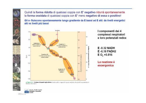 BIOCHIMICA DEI MACRONUTRIENTI