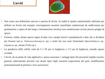 Saccharomyces cerevisiae